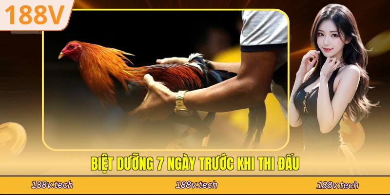 Biệt dưỡng 7 ngày trước khi thi đấu