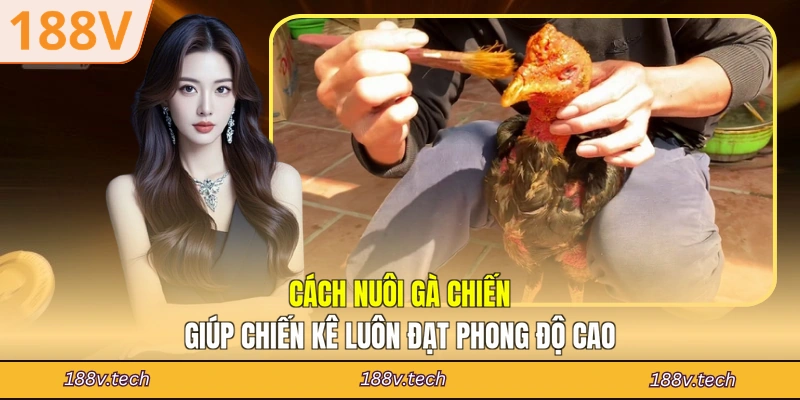 cách nuôi gà chiến